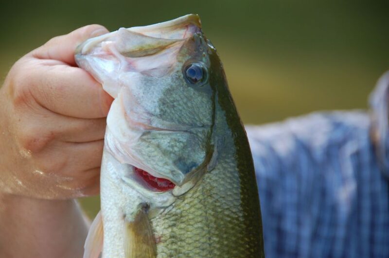 Bass Fishing Buyer's Guide: Essential Gear for Largemouth