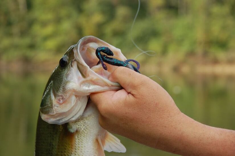 Tips for Summer Bass Fishing (Beat the Heat and Catch Fish)
