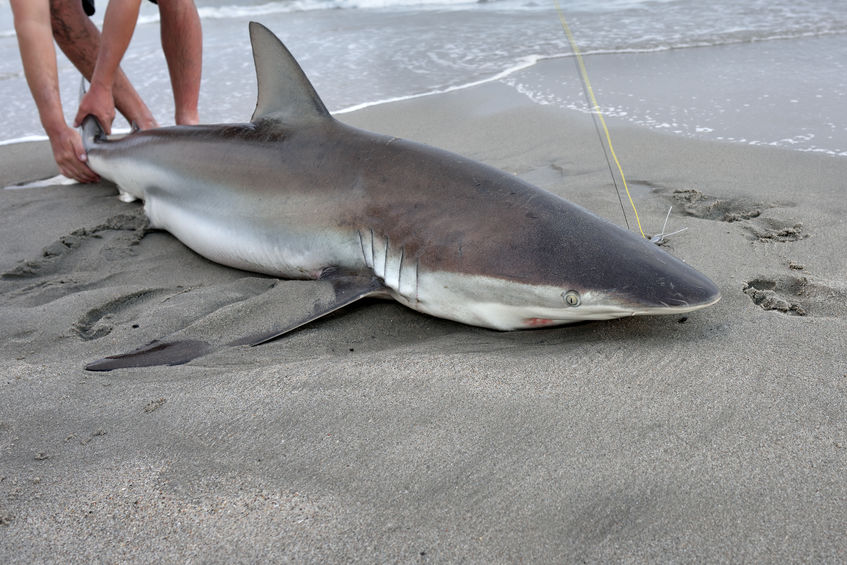 https://reeladventurefishing.com/wp-content/uploads/2019/09/shark-fishing-from-the-surf.jpg