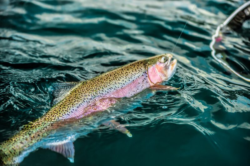 Top 10 Spring Trout Fishing Lures: Best Bets for Enticing Fickle Fish
