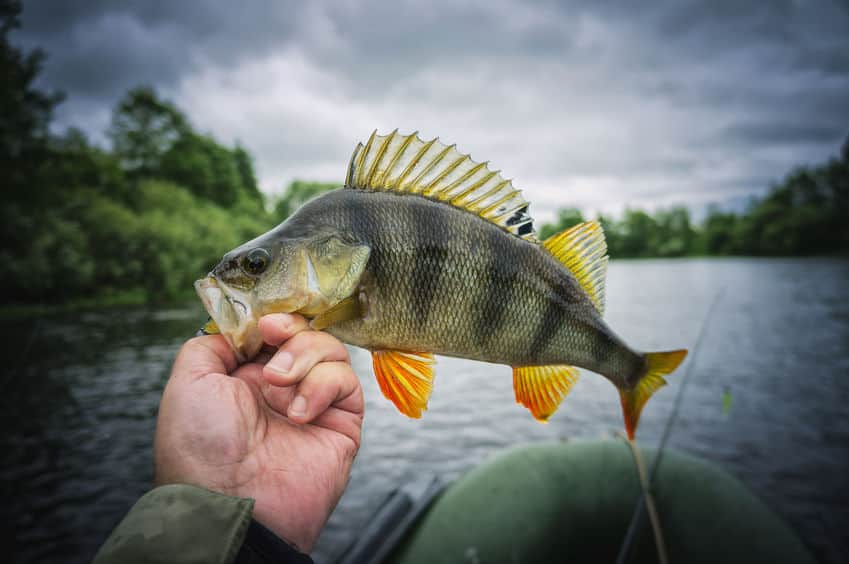 47 Best Baits for Yellow Perch Fishing - Best Fishing in America