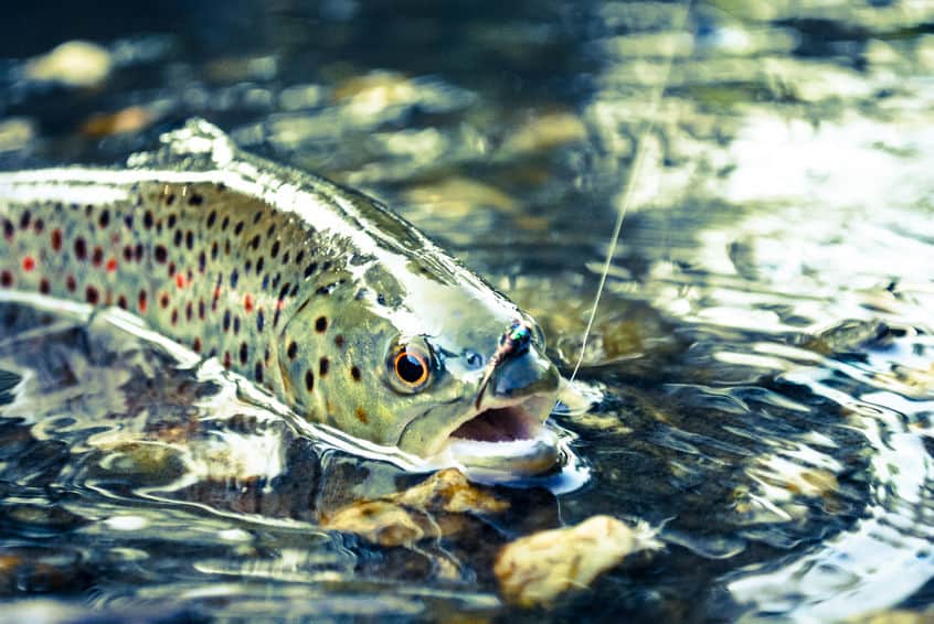 All About Trout: 10 Trout Fishing Books You Need to Read