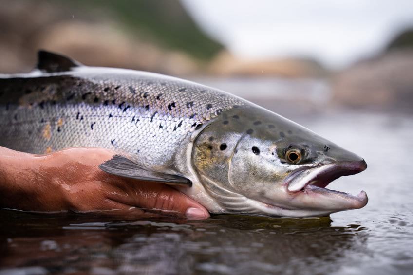 5 Top Places for Salmon Fishing [USA / Canada] – Ultimate Fishing