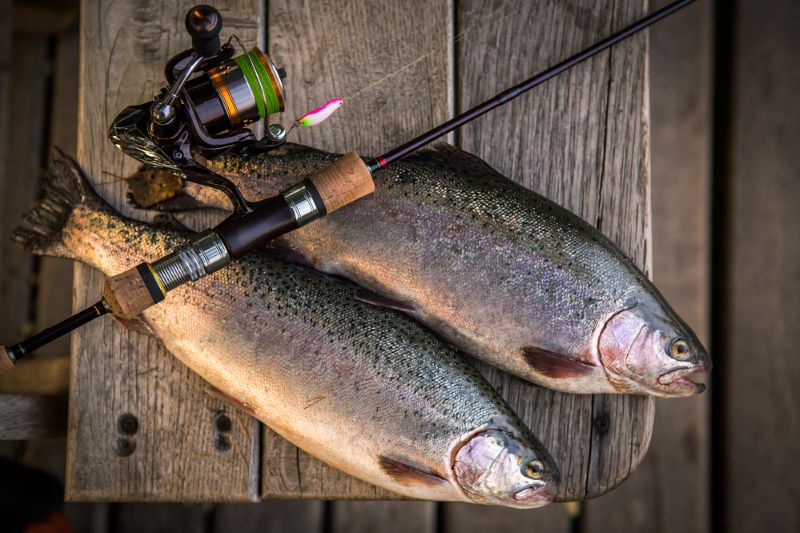 What Is the Best Fishing Line for Trout?